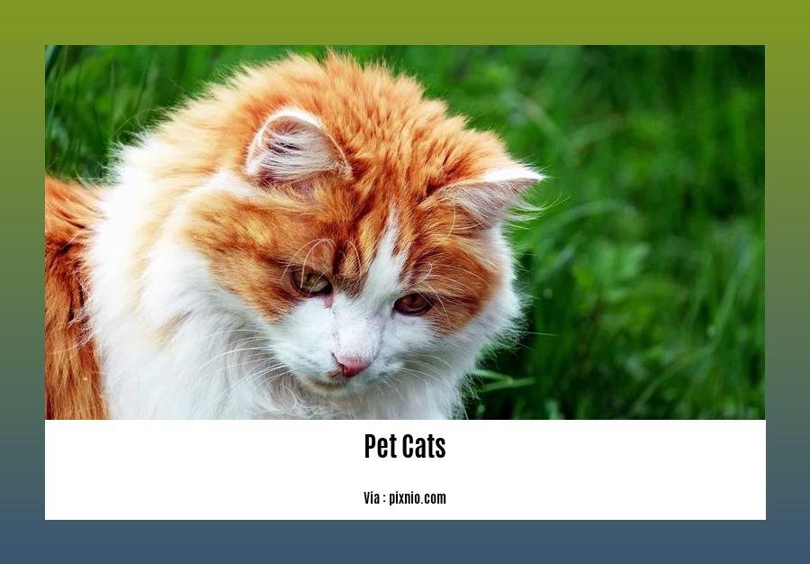 facts about pet cats