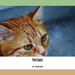 facts-about-pet-cats_2