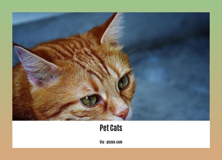 facts about pet cats 2