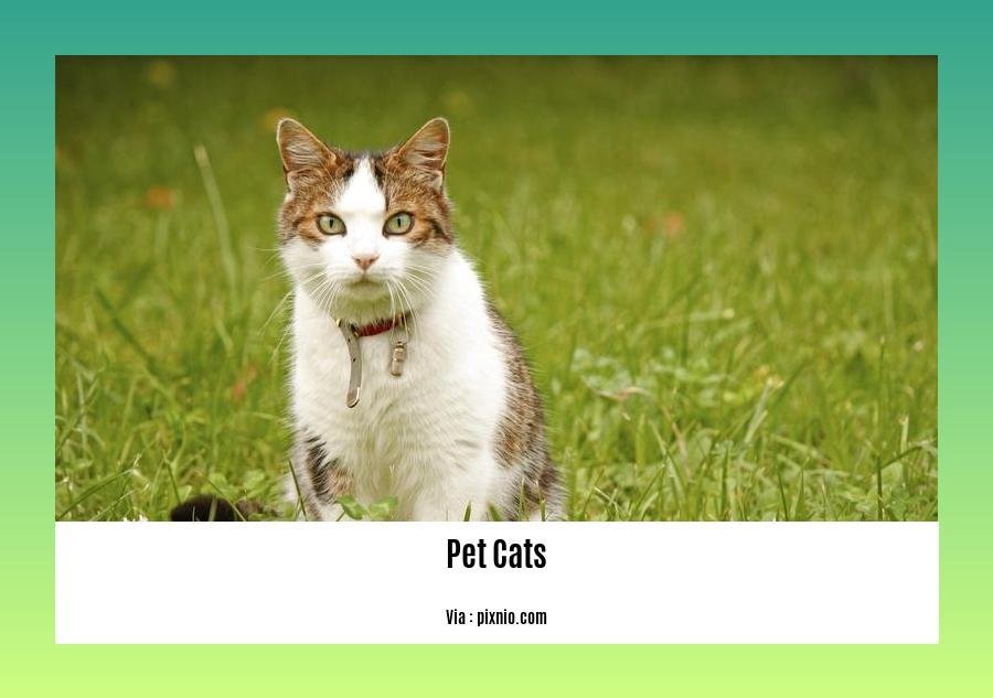 facts about pet cats