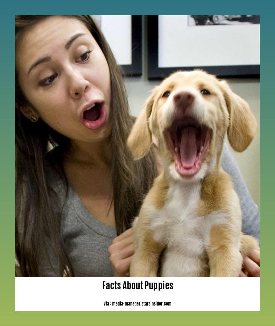 facts about puppies and kittens 2