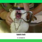 facts-about-rabbits-teeth_2