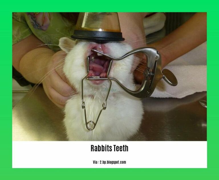 Fascinating Facts About Rabbits' Teeth A Guide for Pet Owners