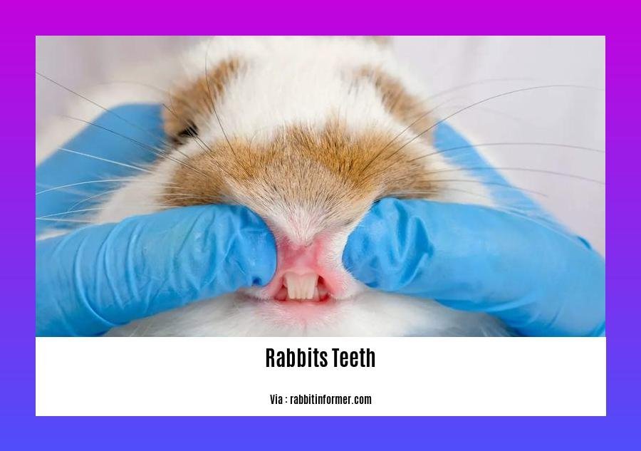 facts about rabbits teeth