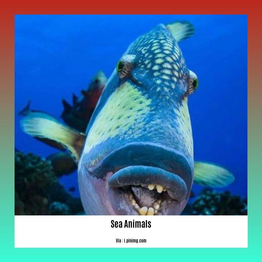 facts about sea animals