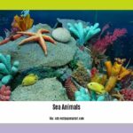 facts-about-sea-animals_2