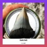 facts-about-sharks-teeth_2