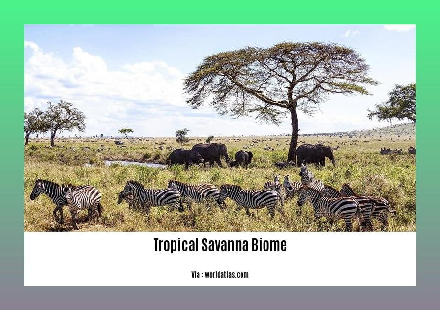 facts about the tropical savanna biome