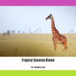 facts-about-the-tropical-savanna-biome_2