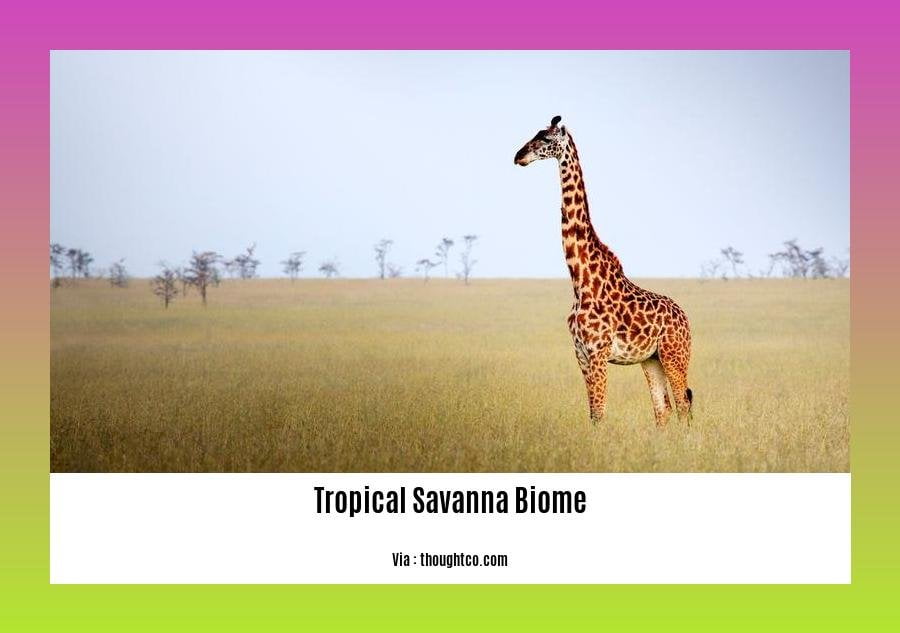 facts about the tropical savanna biome 2