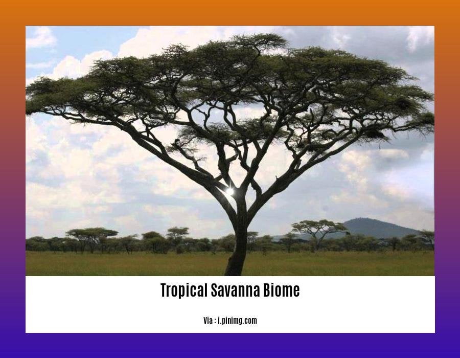 facts about the tropical savanna biome