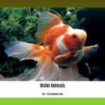 facts-about-water-animals_2