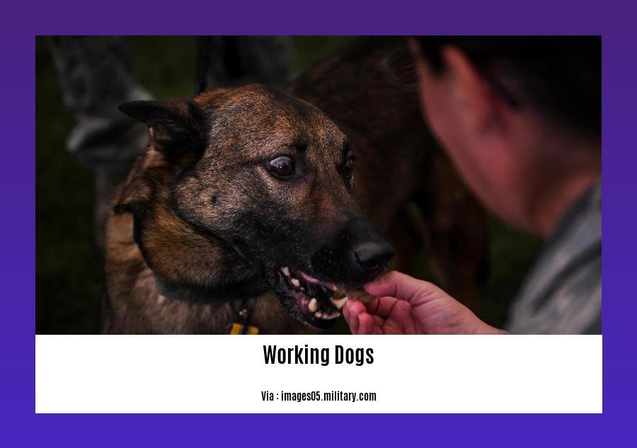 facts about working dogs