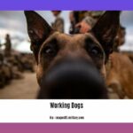 facts-about-working-dogs_2
