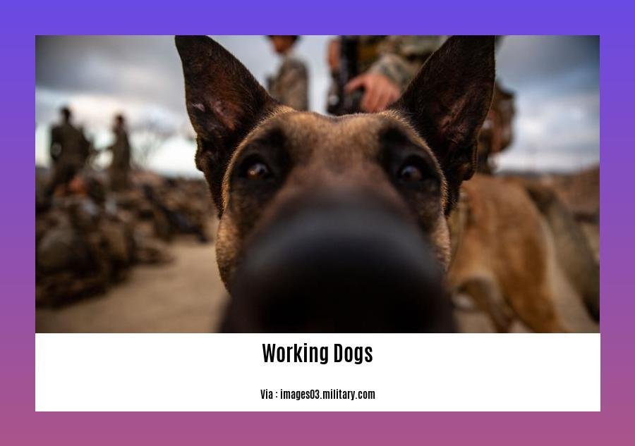 facts about working dogs 2