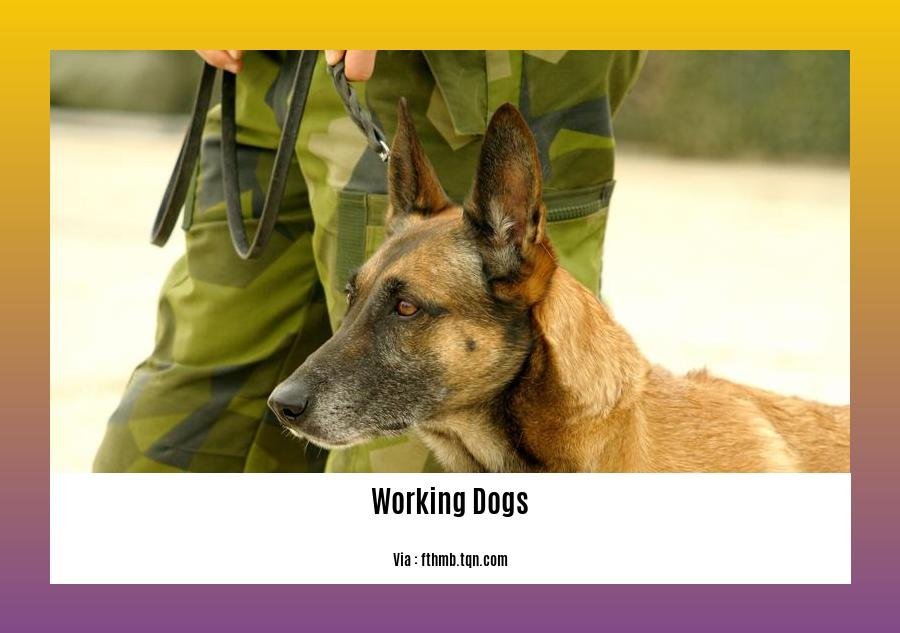facts about working dogs