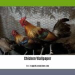 few-lines-about-chicken_2