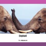 five-lines-about-elephant-in-english_2