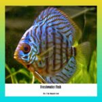 freshwater-fish-facts_2