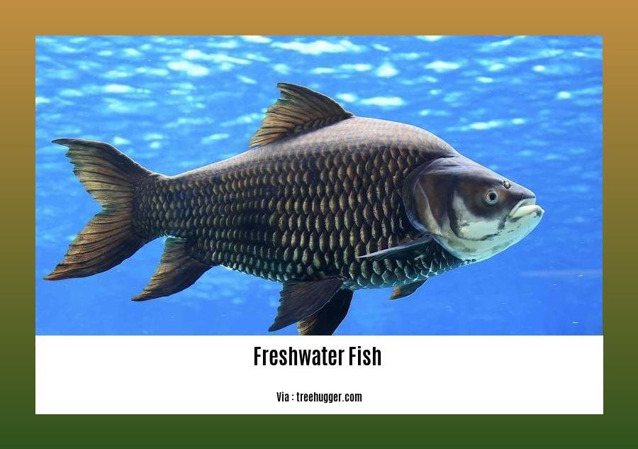 freshwater fish facts