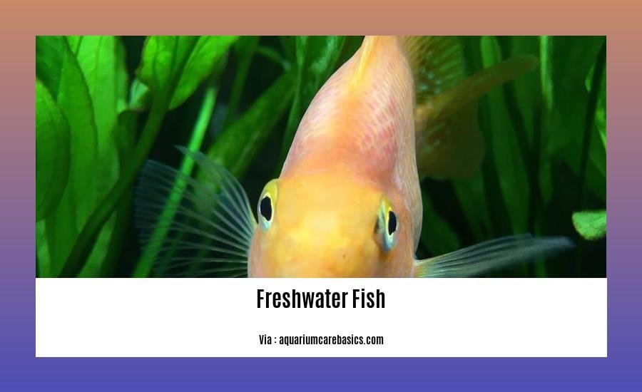 freshwater fish information
