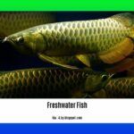 freshwater-fish-information_2