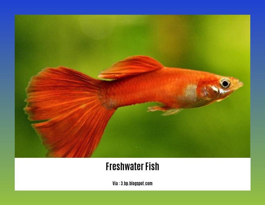 freshwater fish information