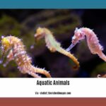 fun-facts-about-aquatic-animals_2