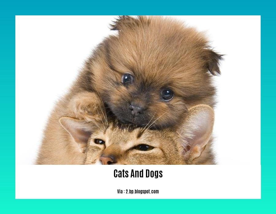 fun facts about cats and dogs