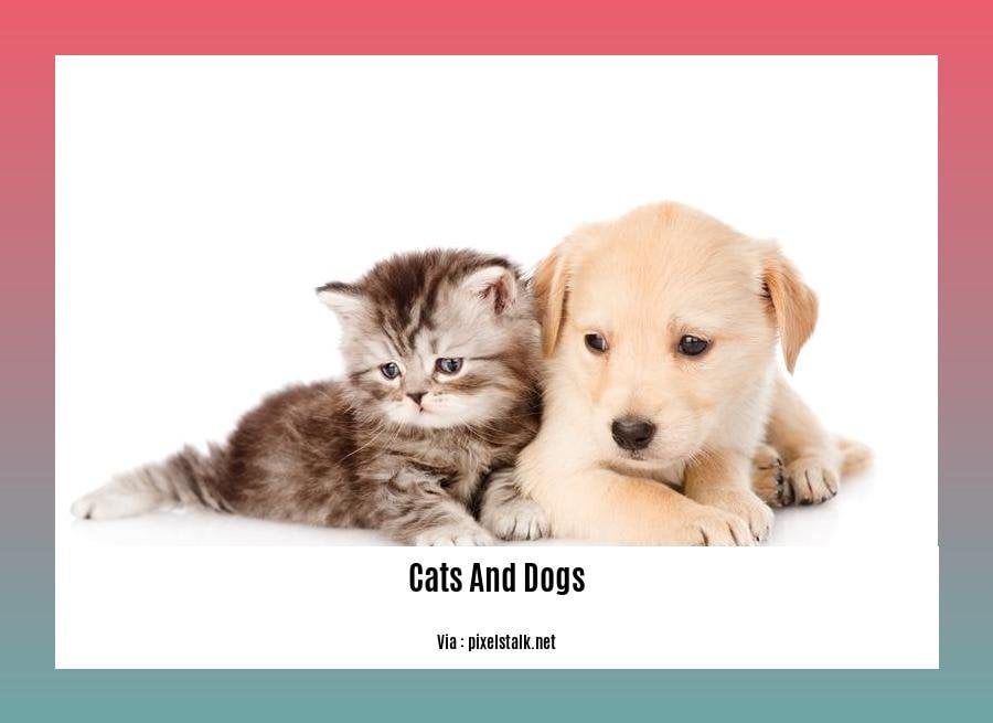 fun facts about cats and dogs 2