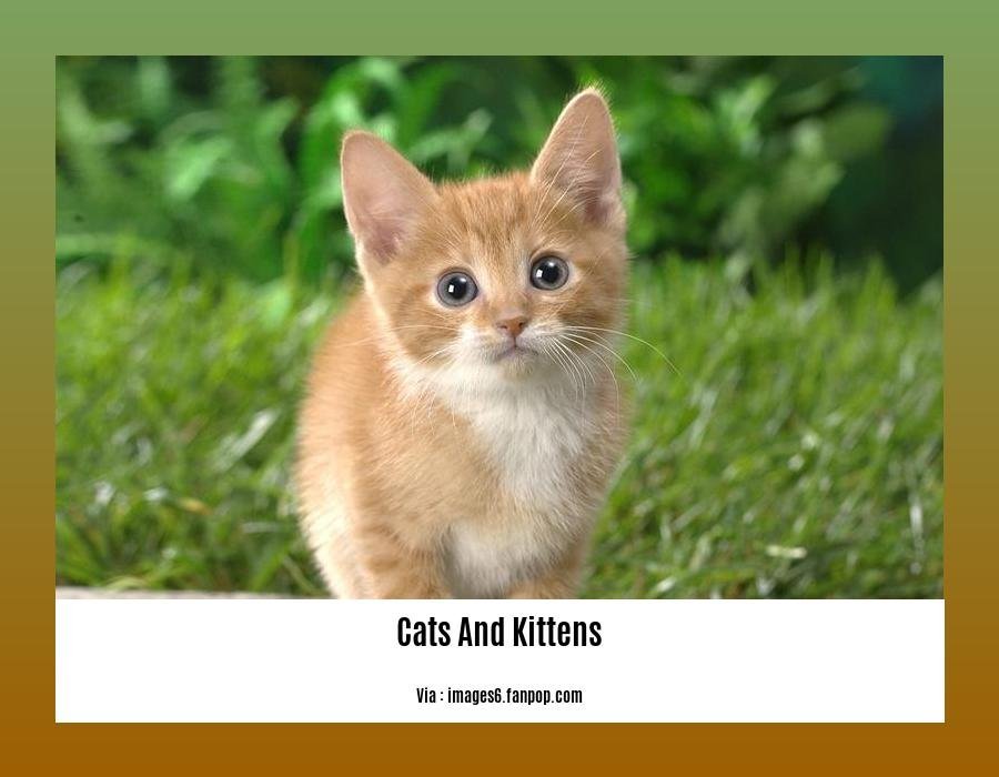 fun facts about cats and kittens