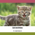 fun-facts-about-cats-and-kittens_2
