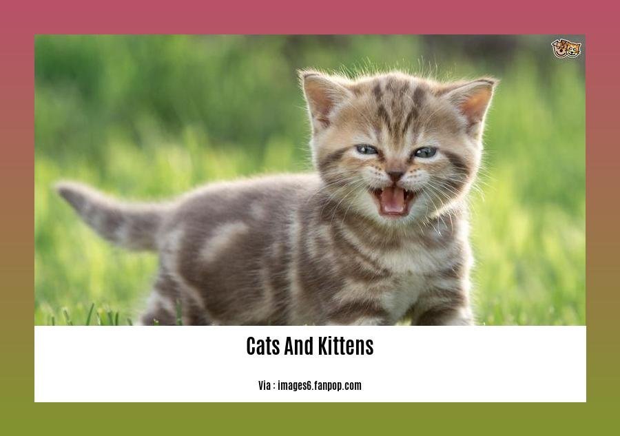 fun facts about cats and kittens 2