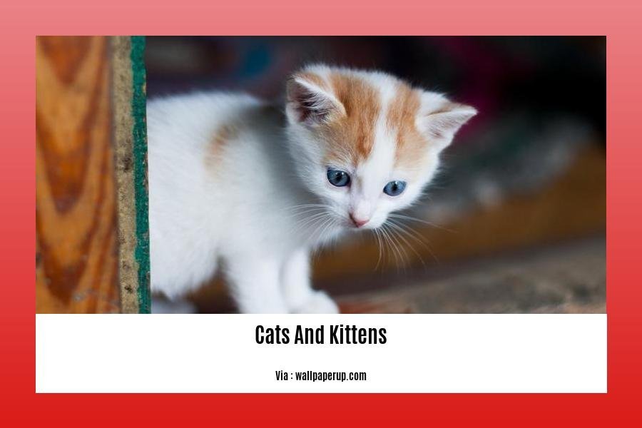 fun facts about cats and kittens