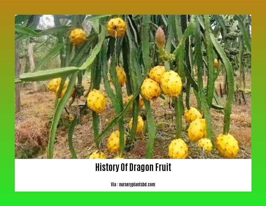 history of dragon fruit