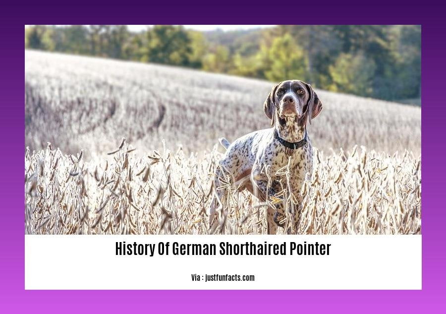 history of german shorthaired pointer