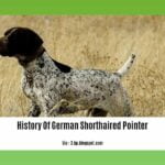 history-of-german-shorthaired-pointer_2