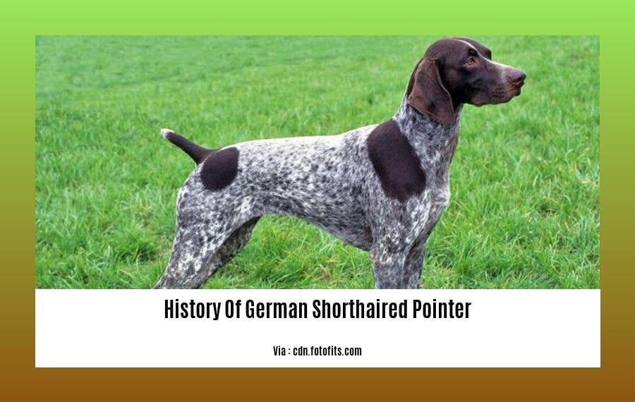 history of german shorthaired pointer