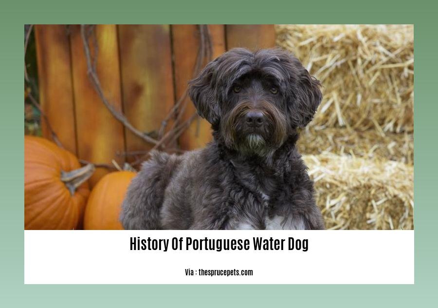history of portuguese water dog