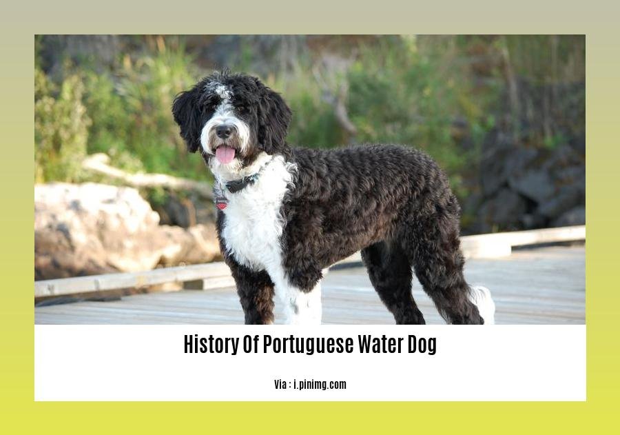 history of portuguese water dog 2