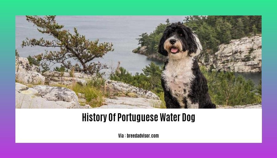 history of portuguese water dog