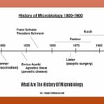 What-Are-The-History-Of-Microbiology_2