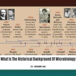 What-Is-The-Historical-Background-Of-Microbiology_2