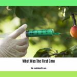 What-Was-The-First-Gmo_2