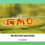 Why-Were-Gmo-Foods-Created_2