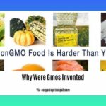 Why-Were-Gmos-Invented_2