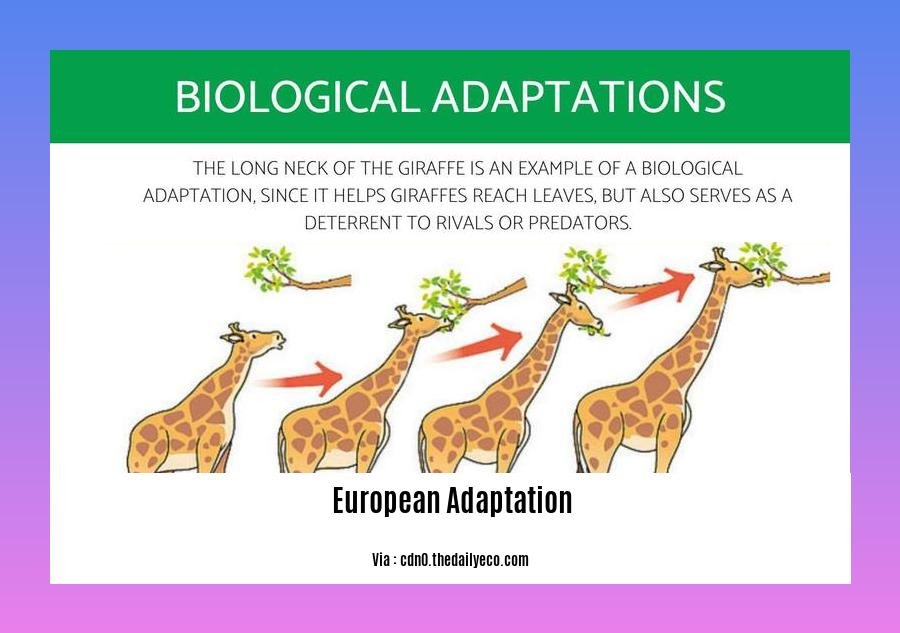  European adaptation