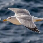 Adaptation and Survival Strategies of Seagulls