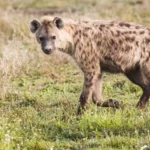 Animals Live in the Savanna