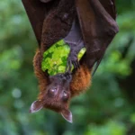 Dietary Secrets of Bats